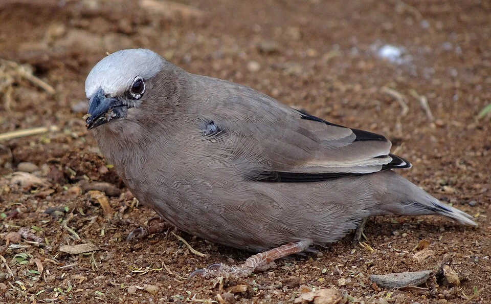 A Grey-capped Social Weaver photographed in Amboseli National Park, Kenya.