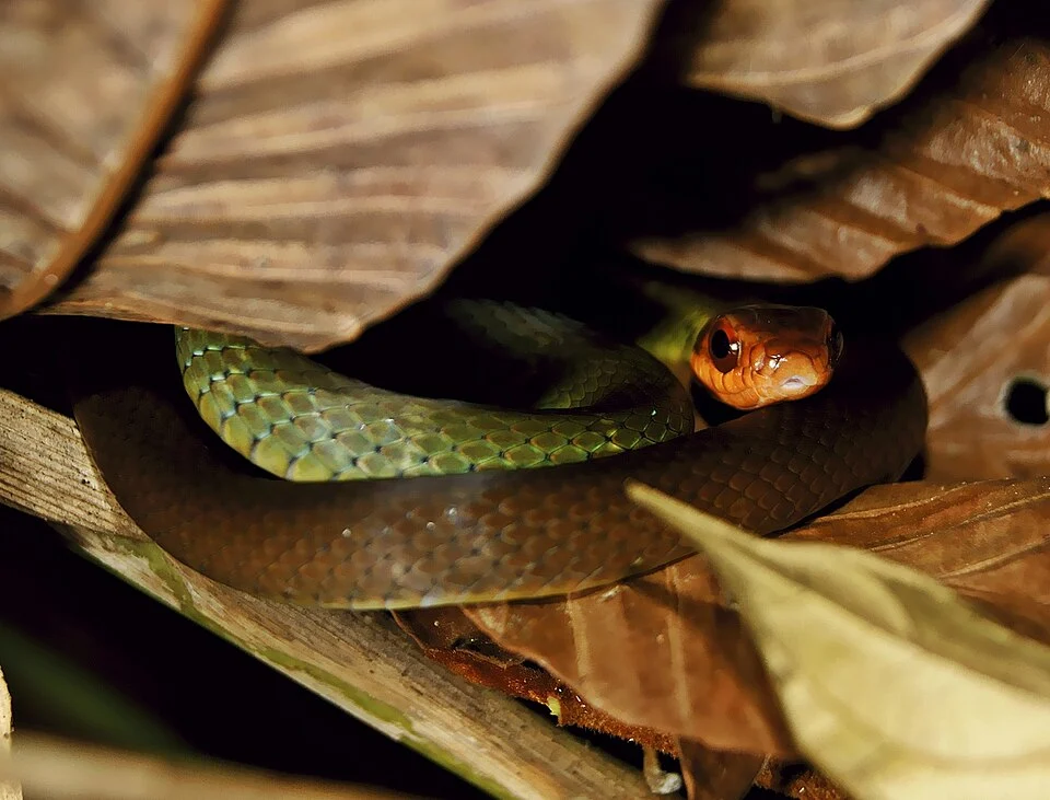 Picture of Drymoluber dichrous from iNaturalist.