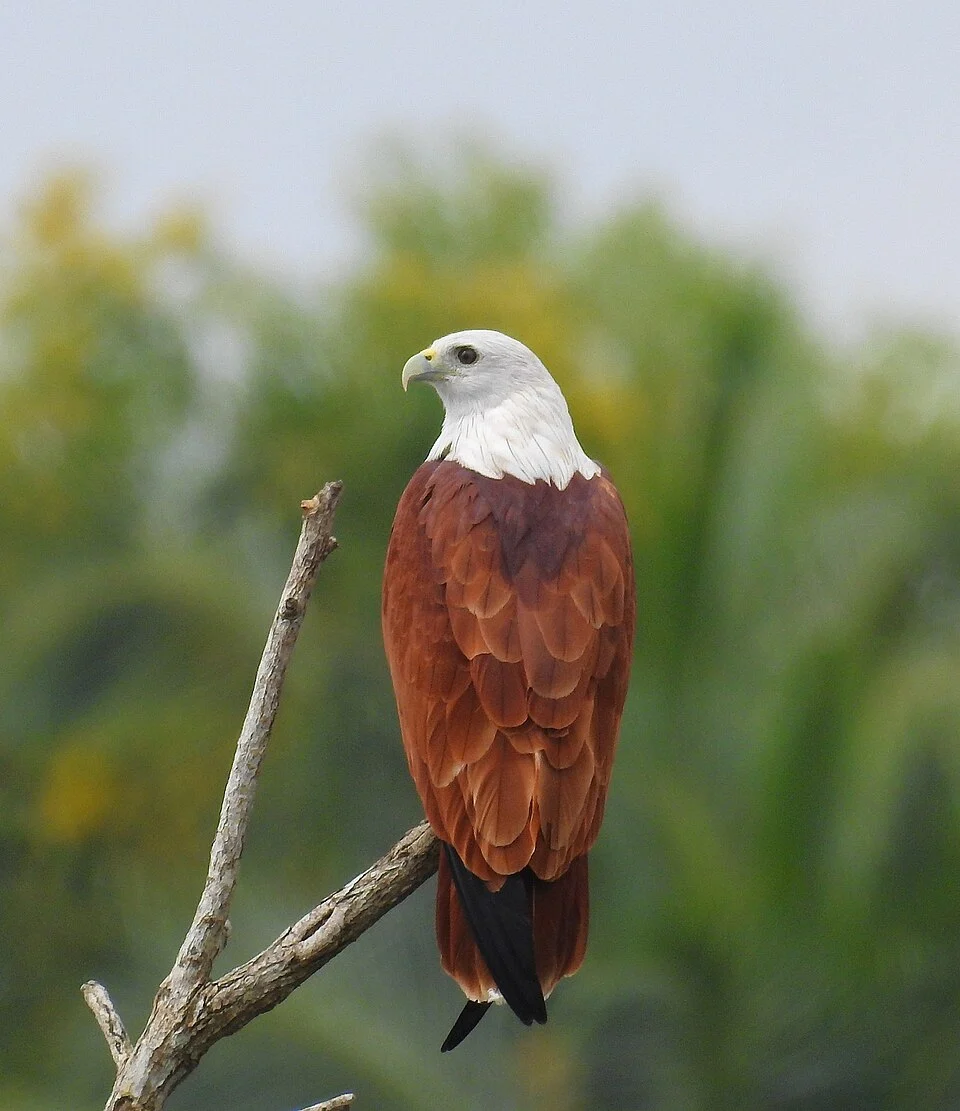 Brahminy Kite (Haliastur indus)