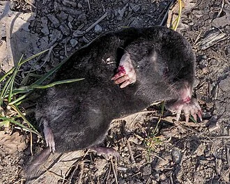 Roman Mole (Talpa romana), photographed in Provincia di Cosenza, Italia.