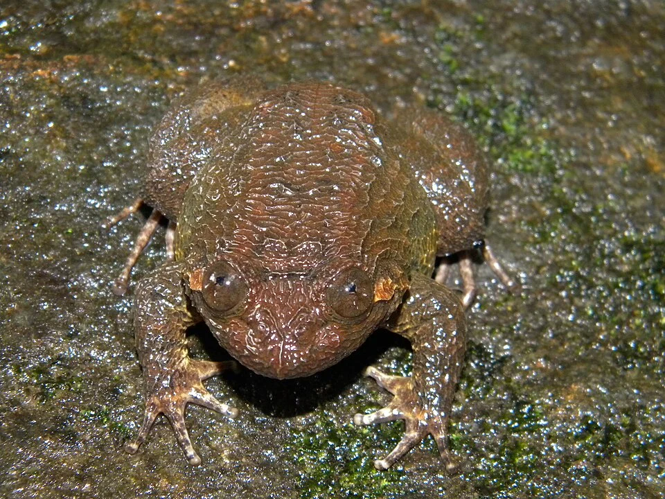 Boulenger's Narrow-eyed Frog. (Nyctibatrachus major)