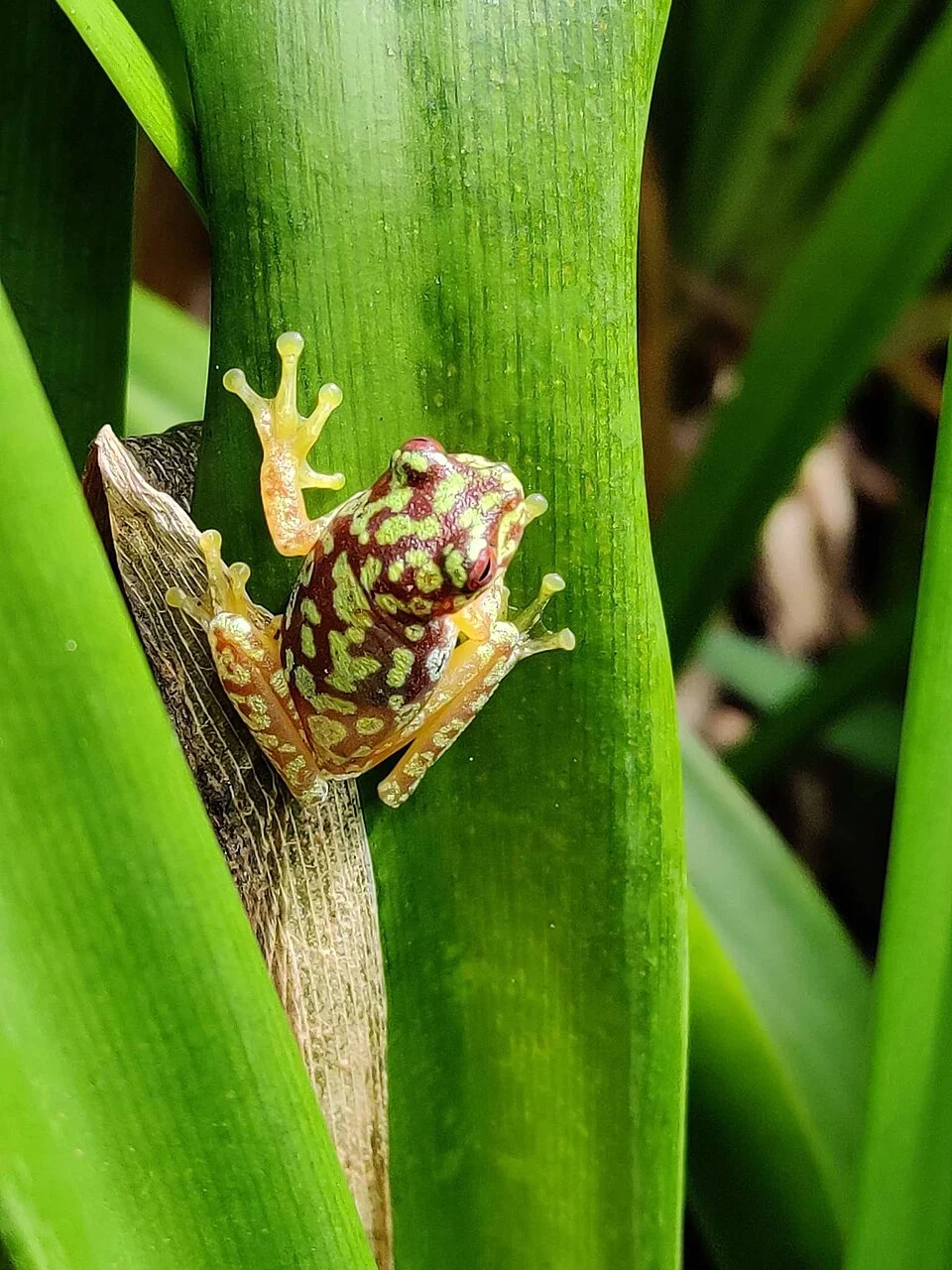 Copan brook frog (Duellmanohyla soralia)
