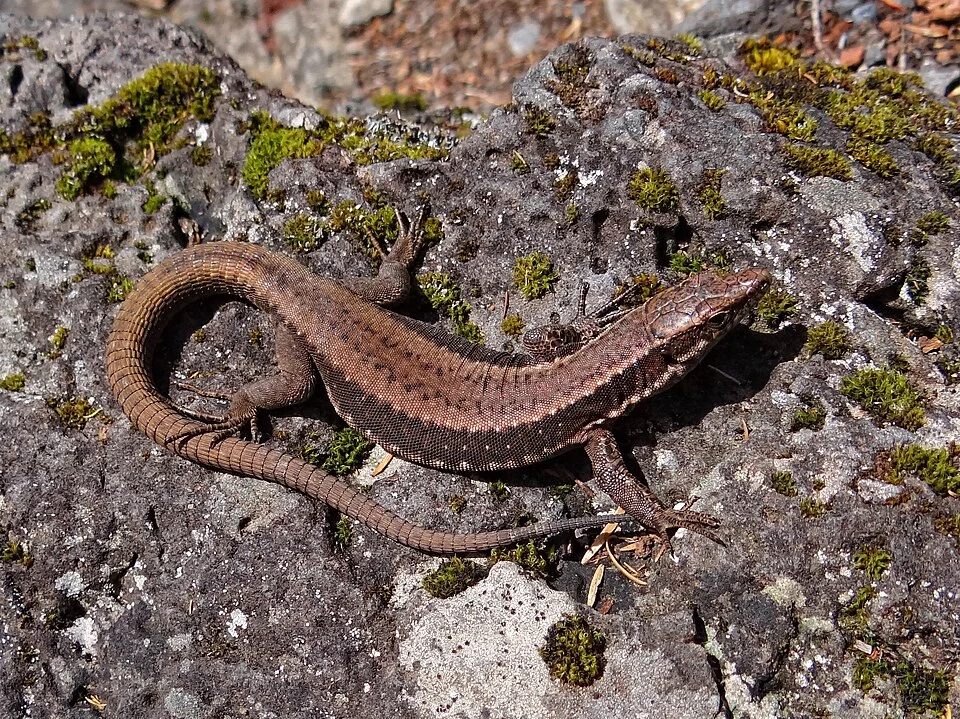 A Madeiran wall lizard photographed on the trail to Rabacal in the center of Madeira.