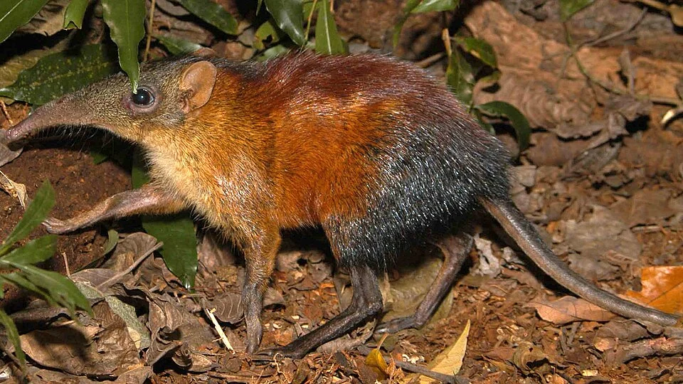 A Rhynchocyon udzungwensis (grey-faced sengi) in Mwanihana forest, Udzungwa Mountains National Park, Tanzania