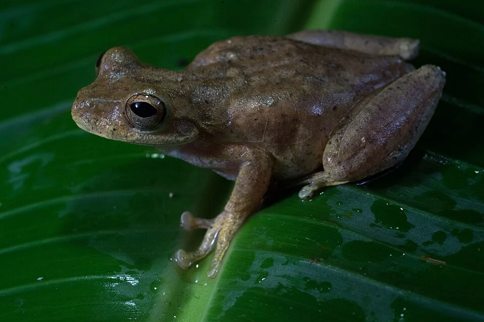 Photo of Cloud Forest Stream Frog uploaded from iNaturalist.