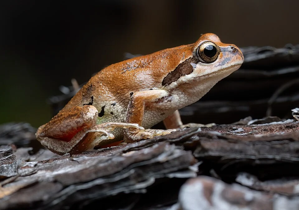 Whistling tree frog, Maddens Plains, NSW, Australia