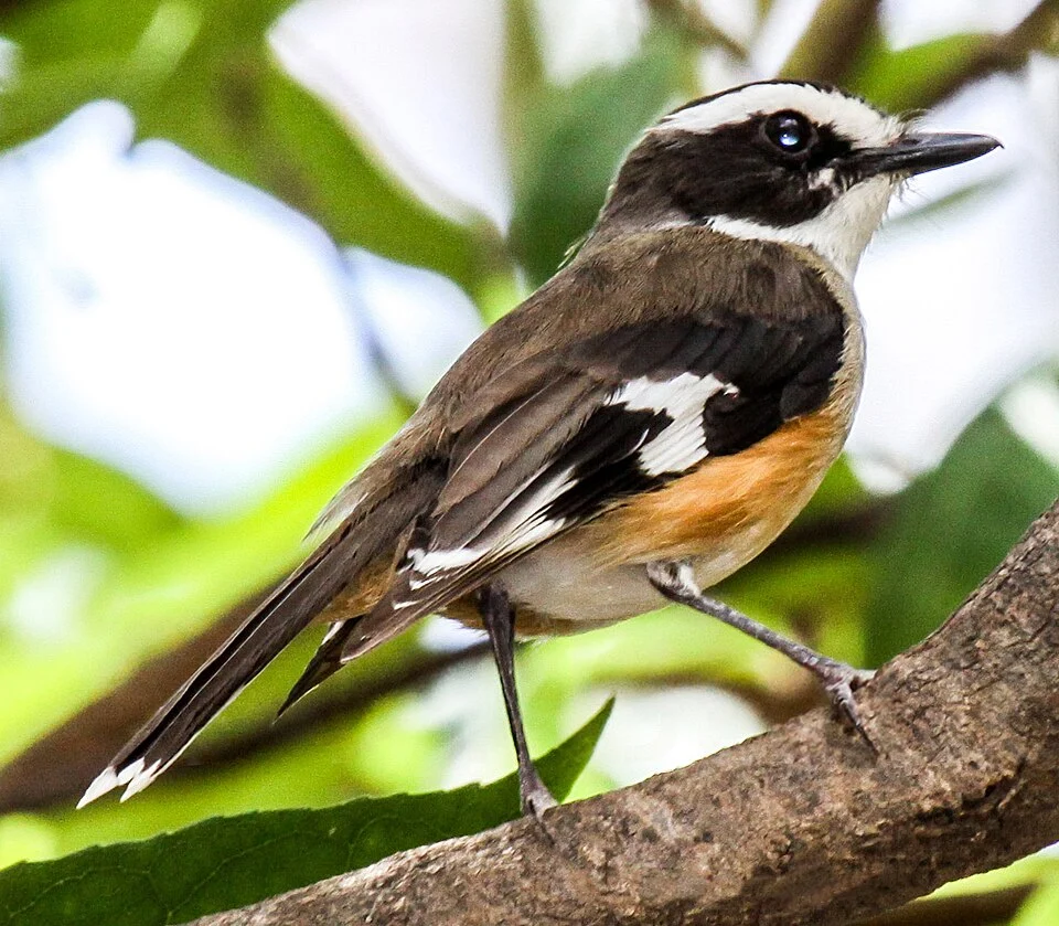Buff-sided robin near Borroloola NT 2010