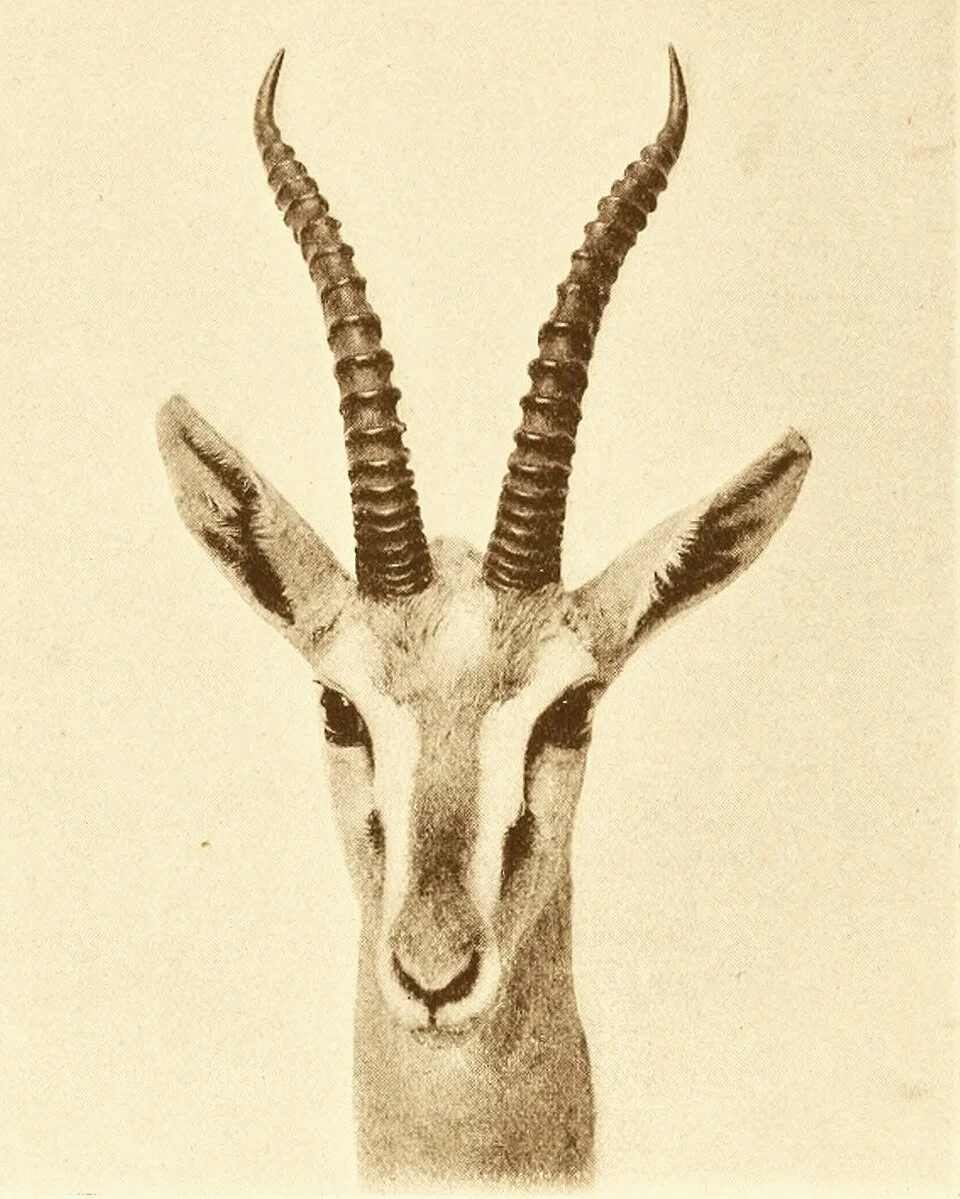 Head of Eudorcas albonotata, from the type specimen.