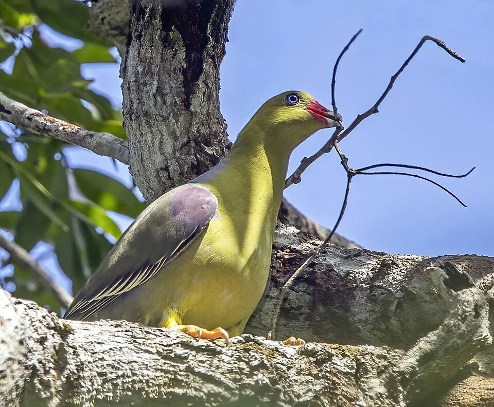 African green pigeon (Treron calvus sharpei) with twig for nest building, Kakum National Park, Ghana