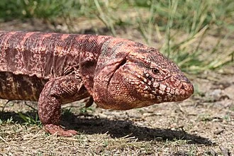 A reddish Argentine tegu with its head and forelimb visible on the ground.