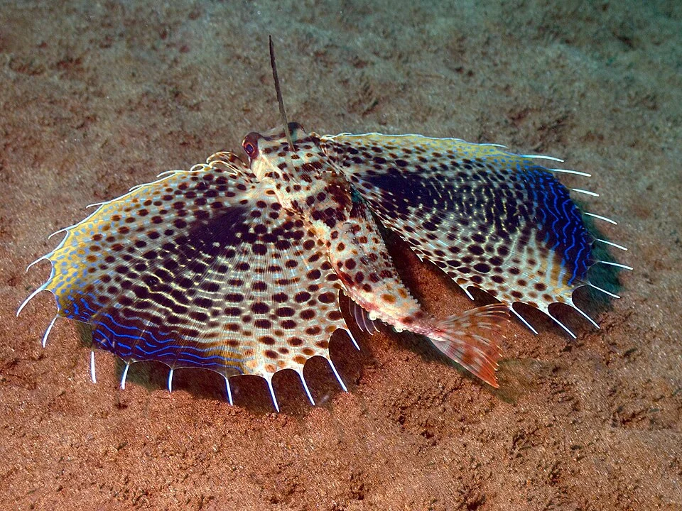 Dactyloptena orientalis. Also known as Oriental flying gurnard.  The ocellated spot near the base of the pectorals becomes a dark blotch with age.