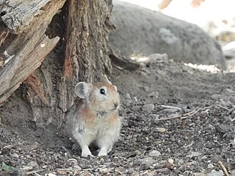 Afghan Pika (Ochotona rufescens)