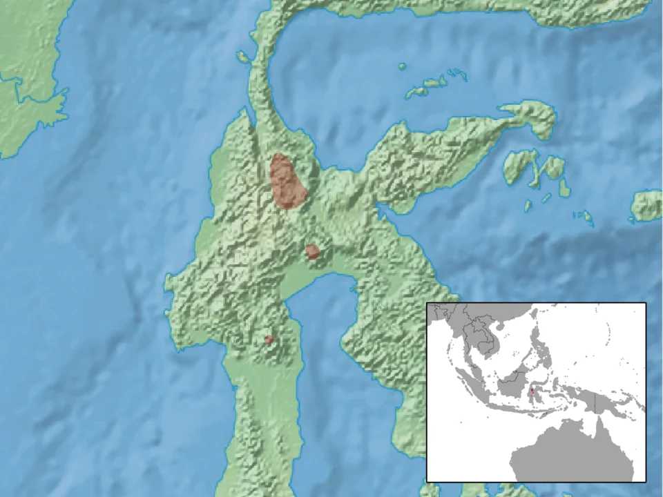 geographic distribution of Tateomys rhinogradoides