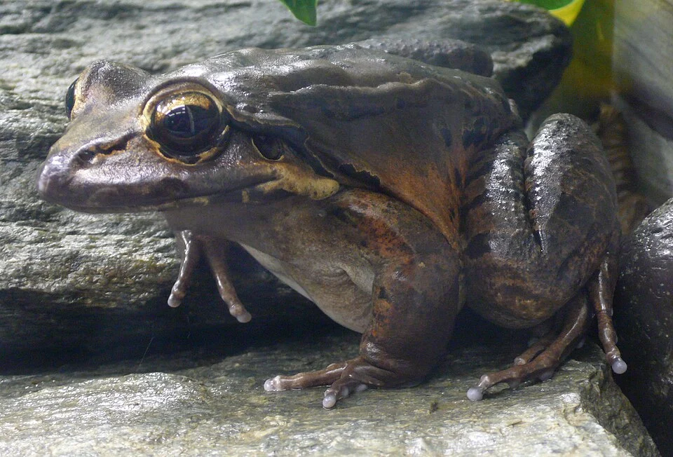 Giant Ditch Frog (Leptodactylus fallax)