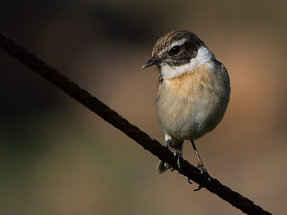 A male Fuerteventura Chat (also known as Fuerteventura Stonechat) in Fuerteventura, Canary Islands, Spain.