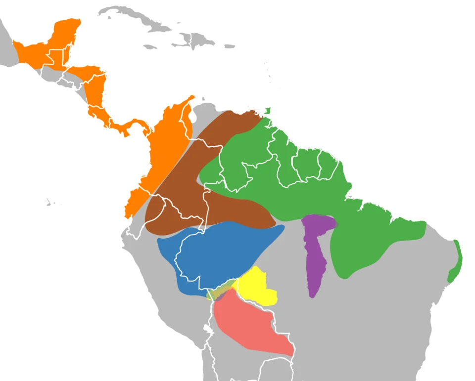 Distribution of Cyclopes species. C. dorsalis in orange, C. ida in brown, C. didactylus in green, C. xinguensis in purple, C. thomasi in blue, C. rufus in yellow, C. catellus in red.