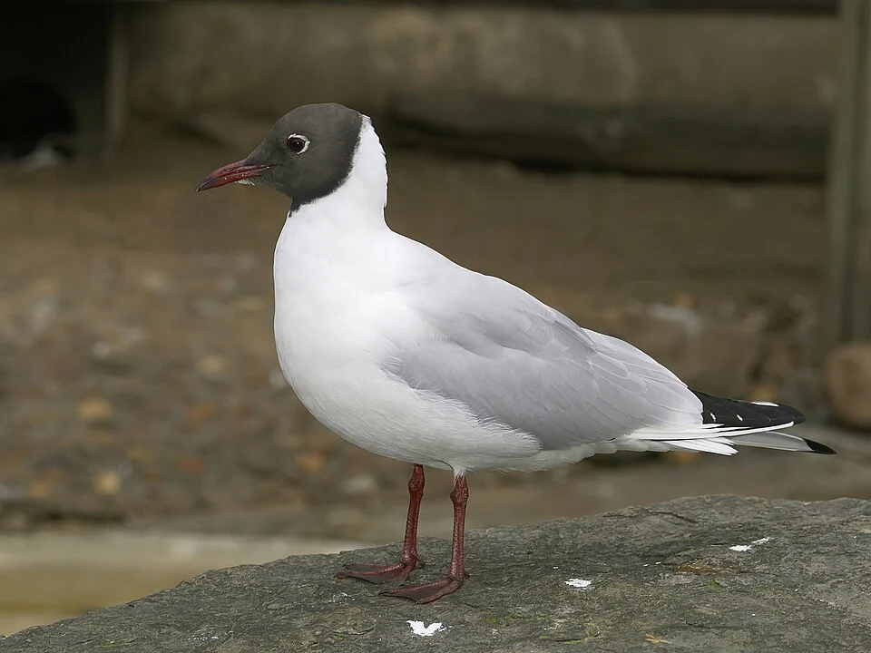 Black-headed gull at but not in the Antwerp Zoo, Belgium.