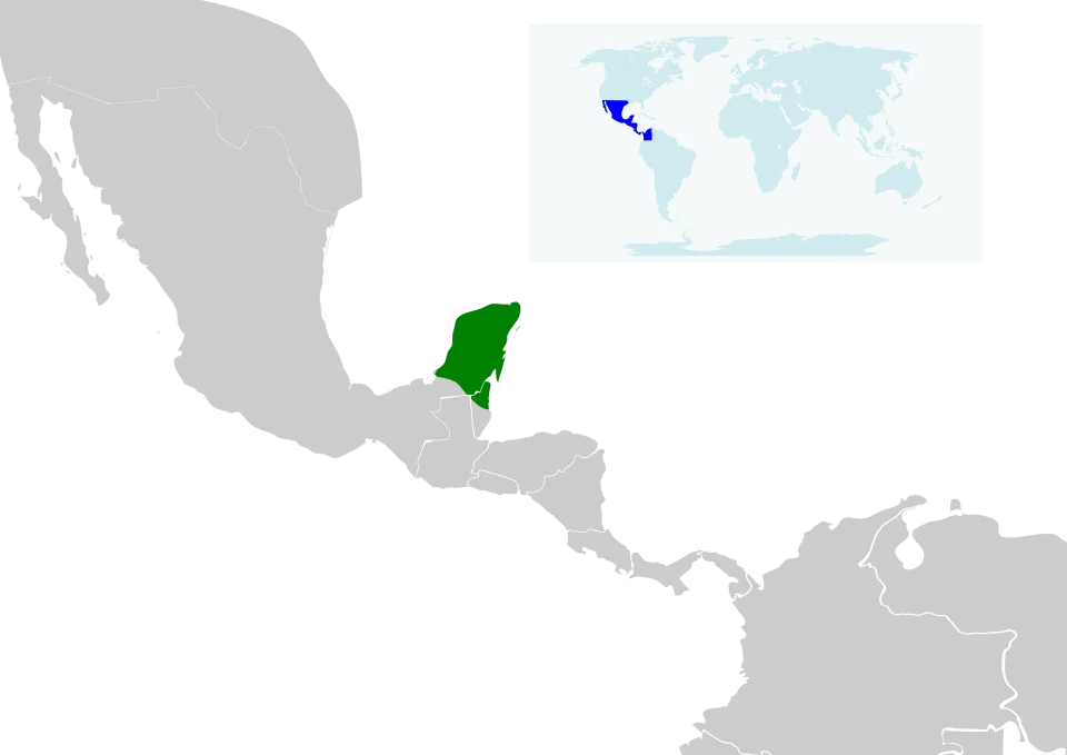 Geographical distribution of Álvarez's mastiff bat