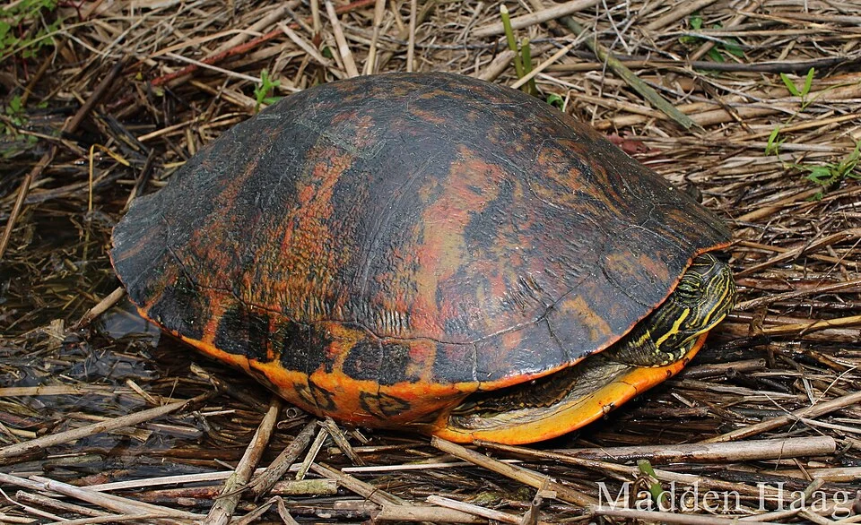 This turtle was sitting on the bank of Mobile Bay.