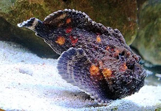 Fish Synanceia verrucosa, (Synanceia verrucosa) in Prague sea aquarium “Sea world”, Czech Republic