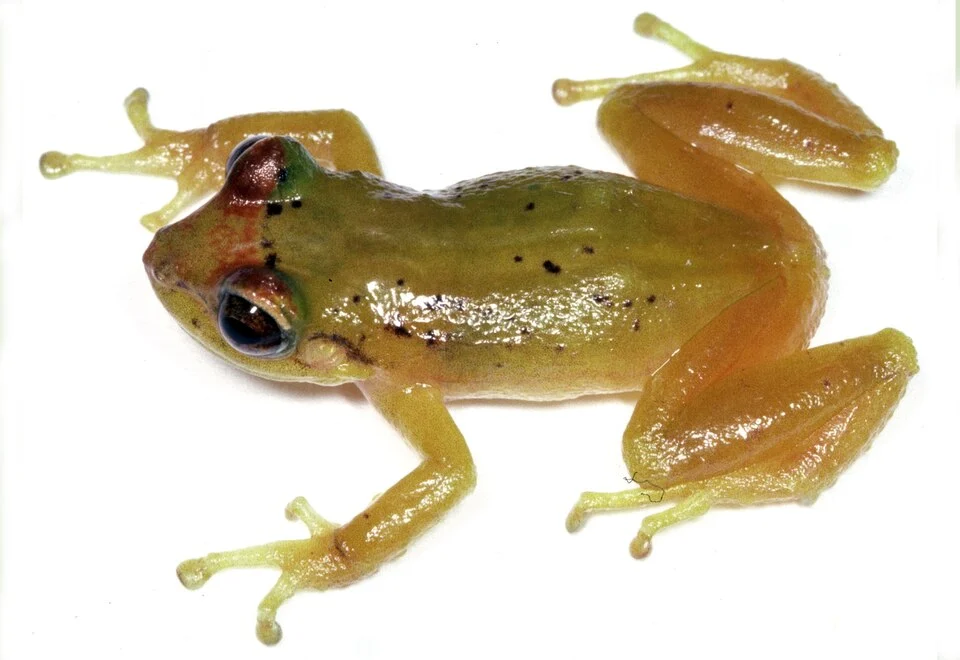 Pristimantis bromeliaceus