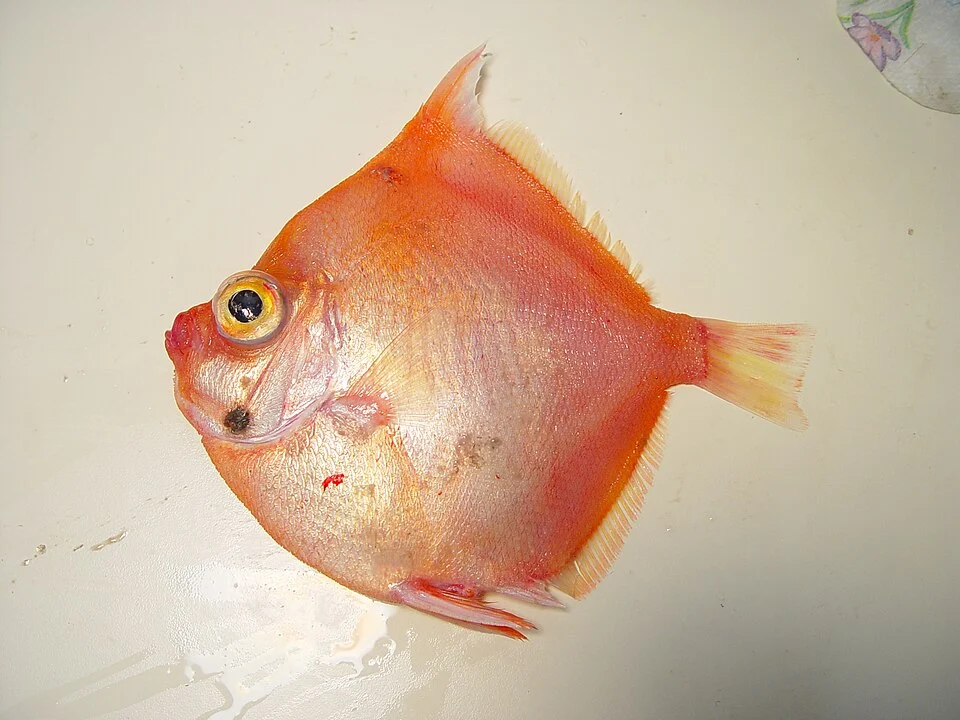 Adult boarfish ( Antigonia capros )