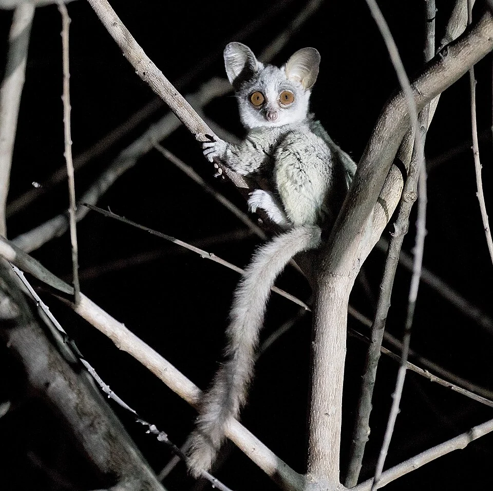 Mohol bushbaby (Galago moholi) at Thamalakane River, Botswana