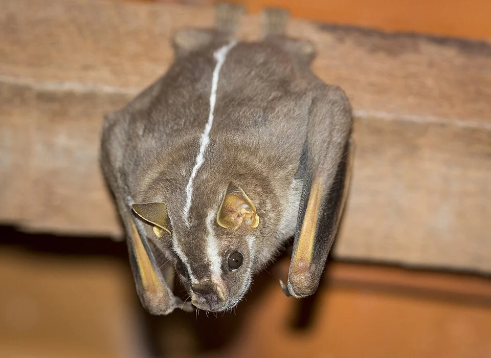 Platyrrhinus recifinus