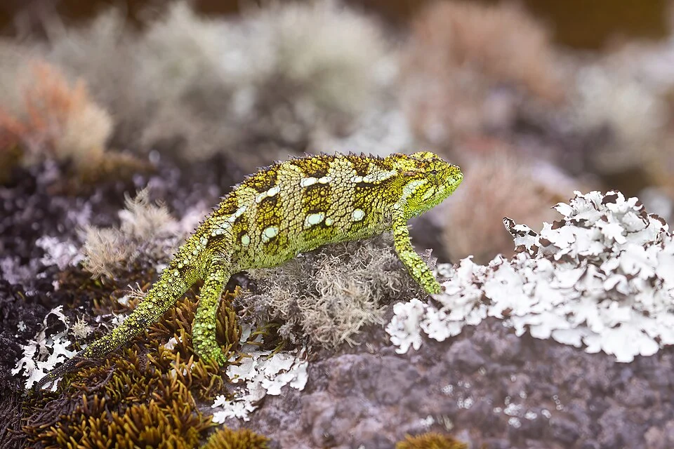 Photo of Mount Kenya Side-striped Chameleon (Trioceros schubotzi) uploaded from iNaturalist.