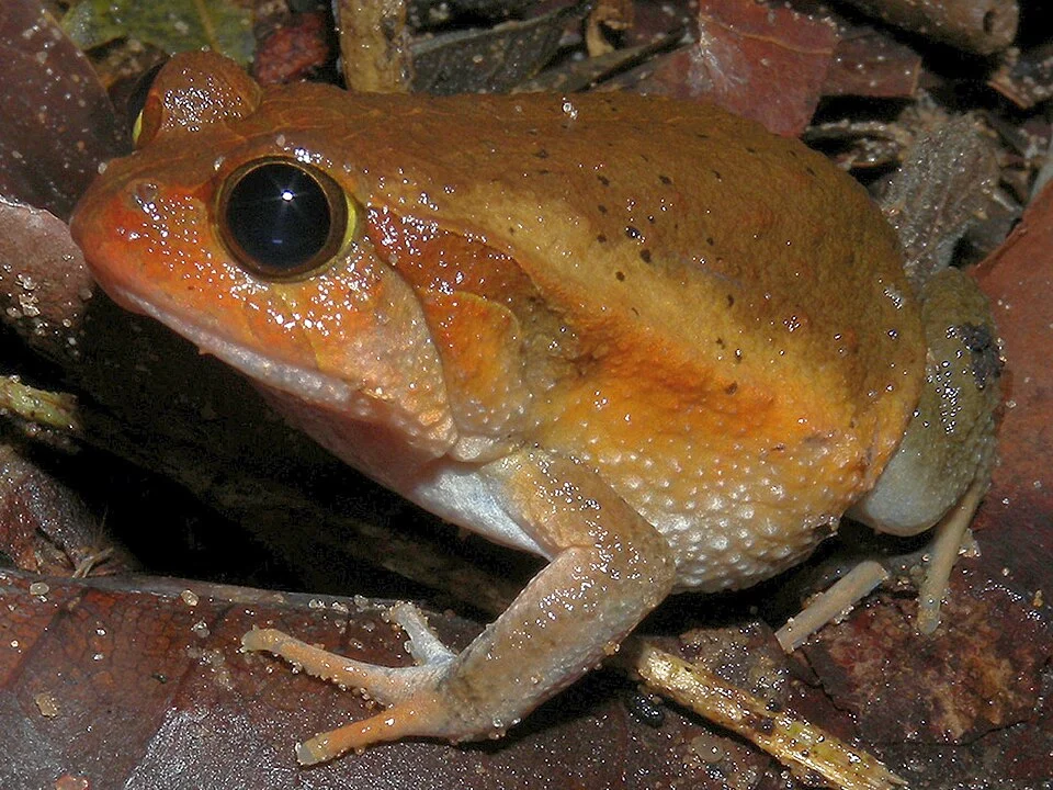 Dyscophus insularis
A species of western dry deciduous forests, the "False" Tomato Frog is a close relative of the famous Red Tomato Frog (Dyscophus antongilii), which has a more confined distribution in North-Eastern Madagascar. 

See <a href="https://www.flickr.com/photos/42244964@N03/4027518276/">www.flickr.com/photos/42244964@N03/4027518276/</a> for a picture of the Tomato Frog.