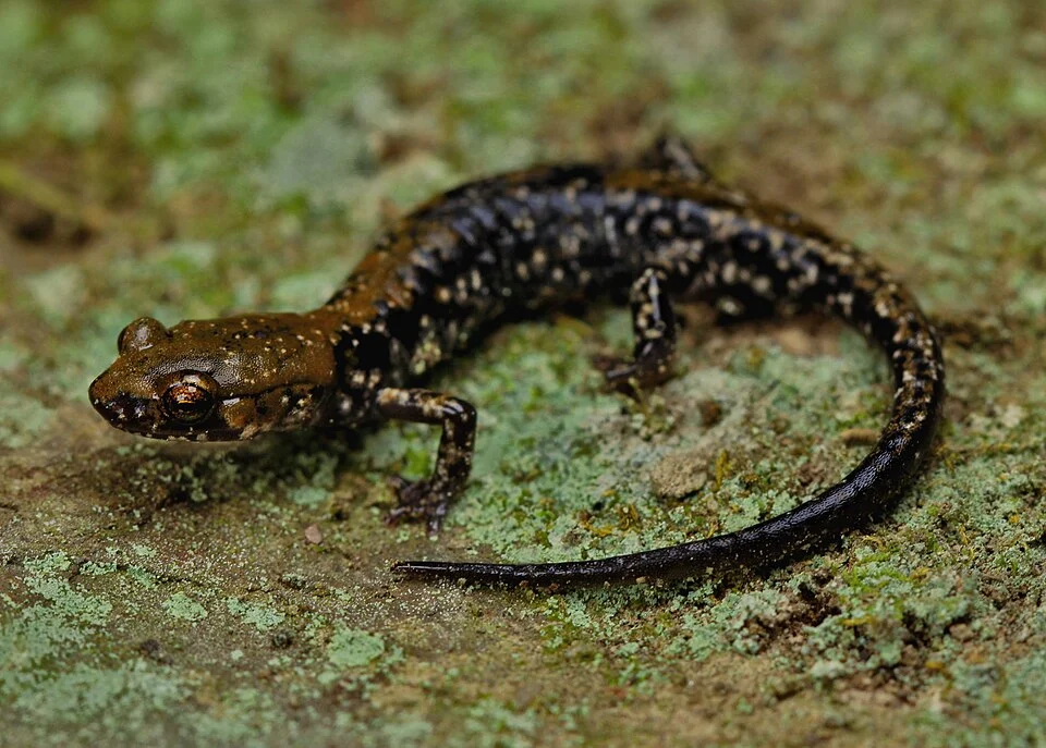 September 11th, 2021 11:00AM
High of 79 degrees Fahrenheit
71 degrees Fahrenheit at capture
On another cooler day without rain and mostly sunny, this adult salamander was found hiding in a crevice in a mountainside adjacent to a large waterfall. After some coaxing, it came out and was very flighty. After pictures it was released.
Walker County, Georgia