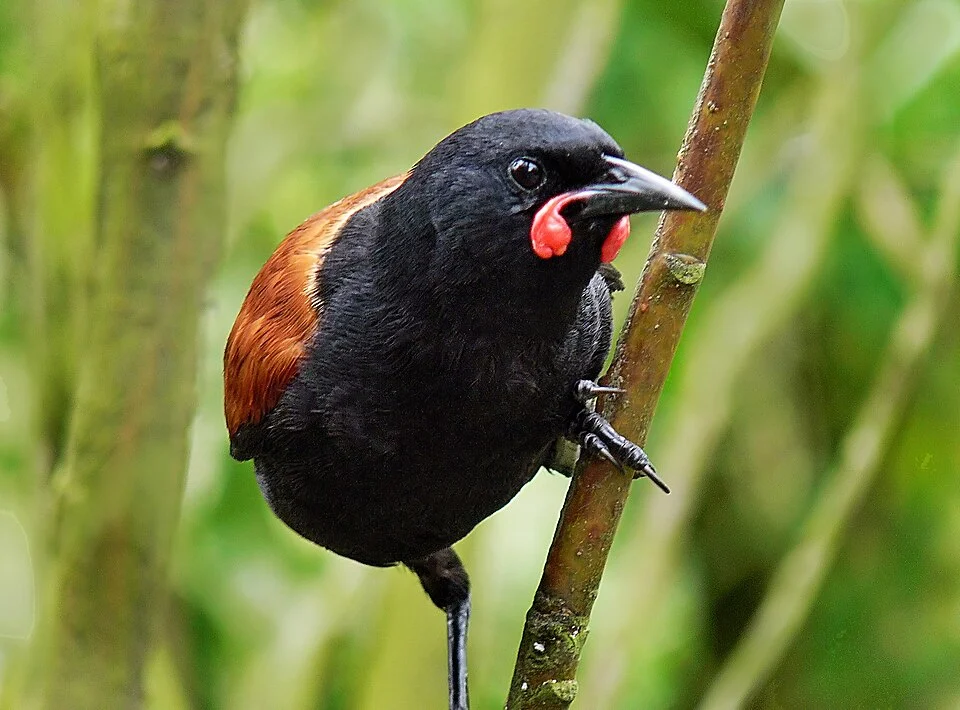 A native bird of New Zealand.

A medium-sized black songbird with a chestnut-coloured saddle across the back, fleshy reddish-orange wattles at the base of the bill, and a pointed black bill. Juveniles have chocolate brown plumage for their first year and they have small wattles.