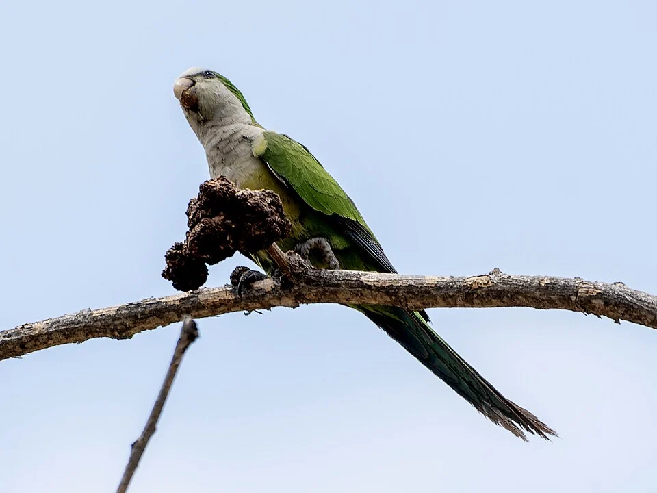 Cliff Parakeet Myiopsitta luchsi, Anamal, Santa Cruz, Bolivia.