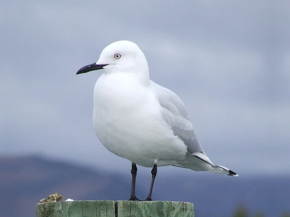 Black billed gull at Lake Dunstan, Cromwell, New Zealand.