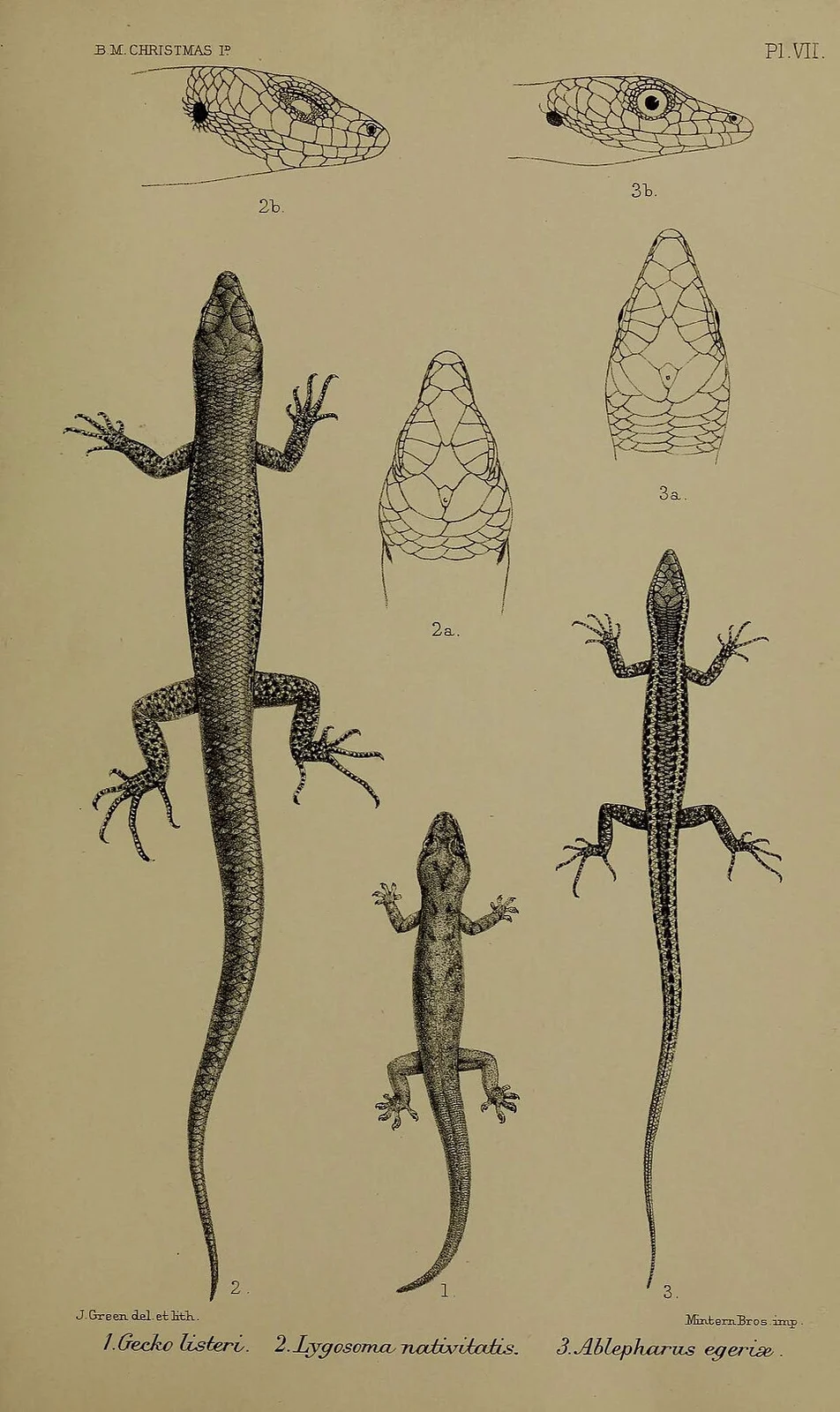 A monograph of Christmas Island (Indian Ocean)
London,Printed by order of the Trustees,1900.

biodiversitylibrary.org/page/36497654