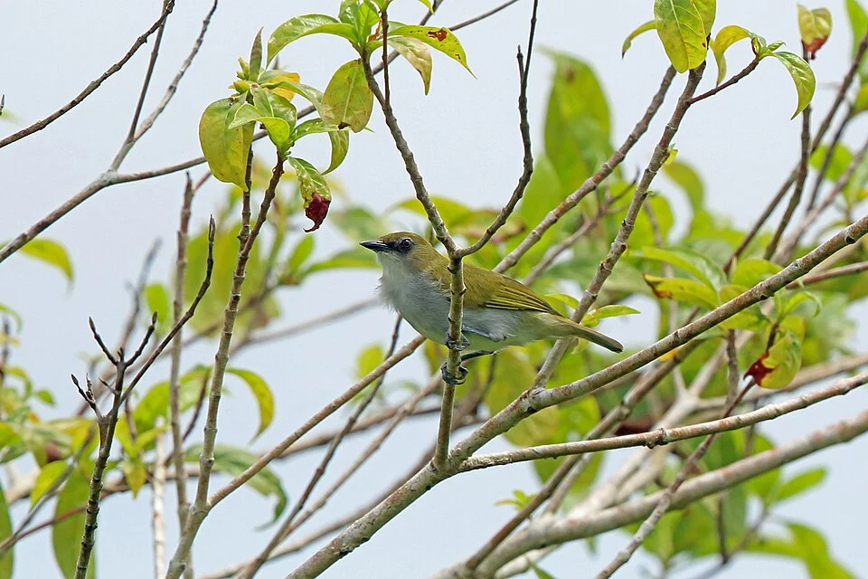 Photo of Biak White-eye uploaded from iNaturalist.