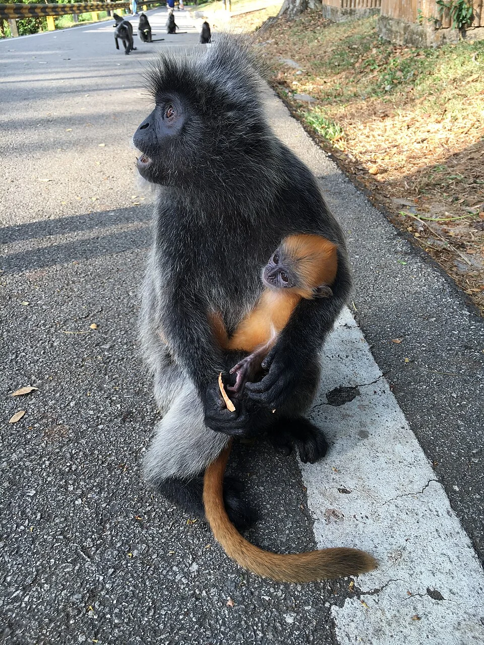 Selangor silvered langur mother and baby at Bukit Melawati in Kuala Selangor, Malaysia