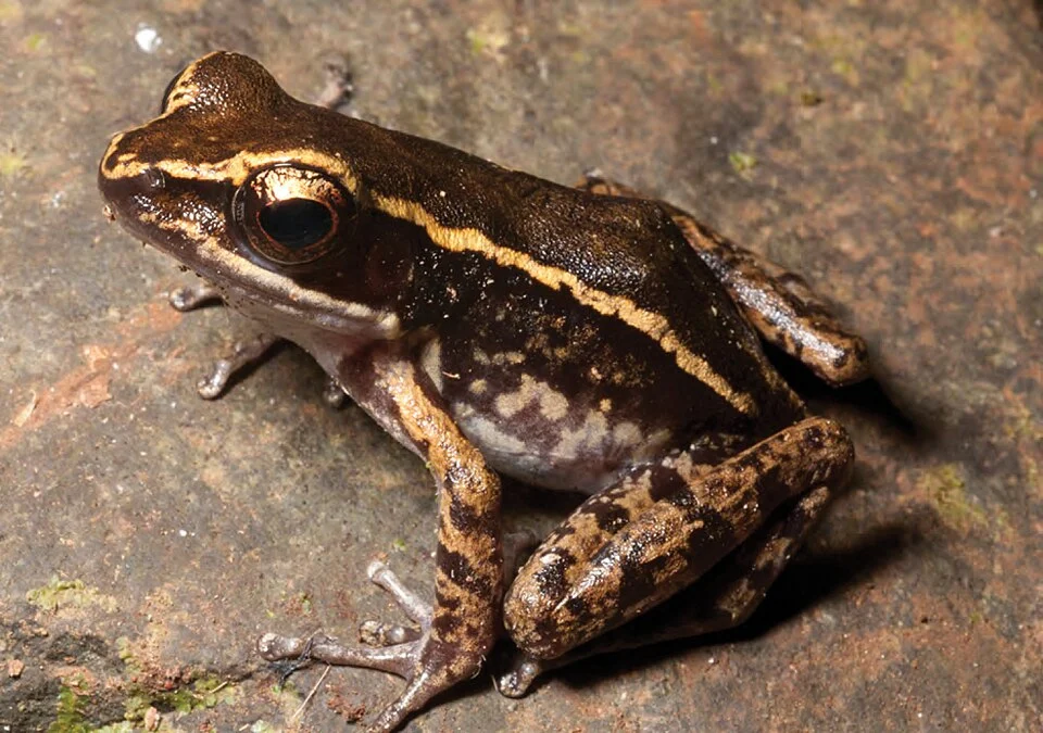 Hylarana similis (KU 329815) from mid-elevation, Mt. Cagua. Photo: RMB.