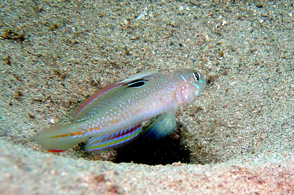 A Pretty Lagoongoby, Oplopomus oplopomus, at American Samoa.