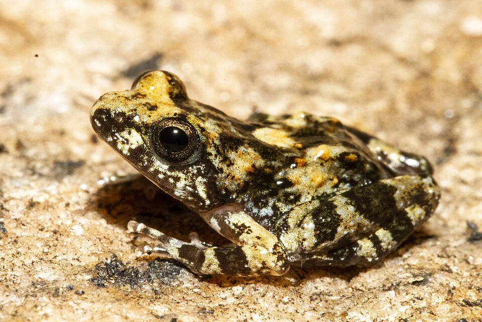 Nothophryne unilurio