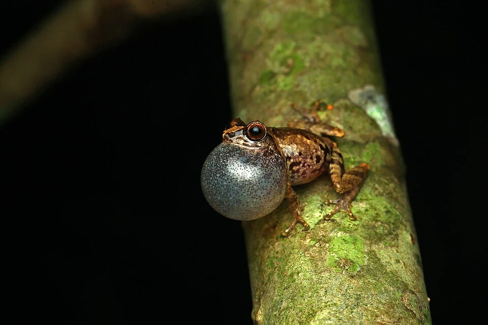 raorchestes anili