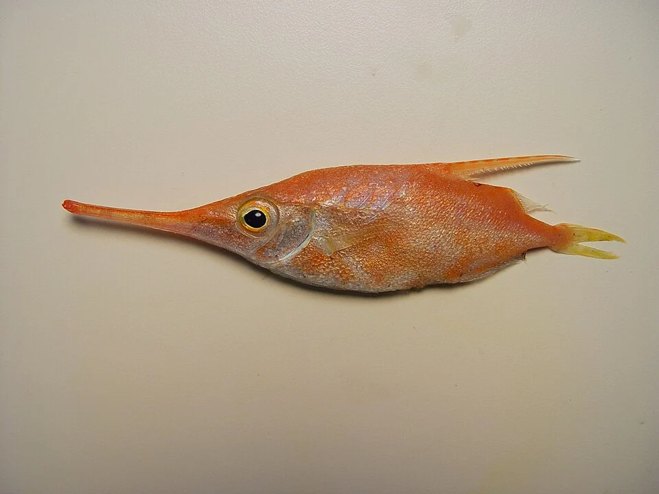 Macroramphosus gracilis from the Gulf of Mexico