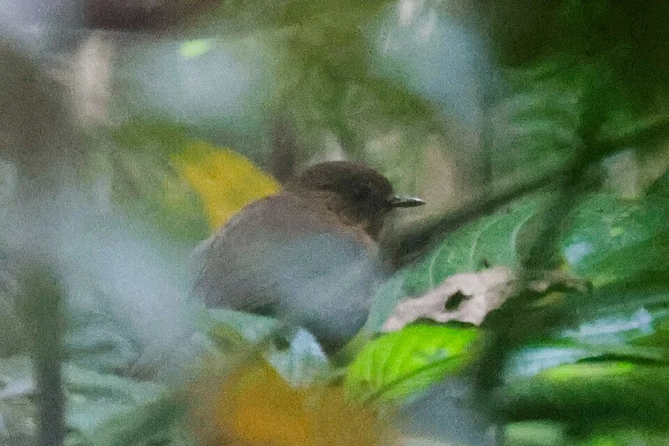 Sheppardia lowei, Iringa, TZ, 2023-09-23 (iNaturalist).