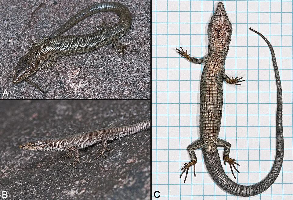 Fig. 1. Anadia mcdiarmidi sp. nov. A. IRSNB 2677, ♂ holotype in life. B. IRSNB 2675, juvenile male paratype in life. C. Ventral view of the anaesthetized holotype (grid squares = 5 mm).