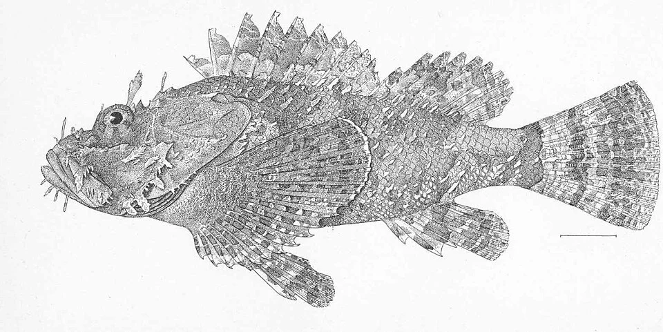 Scorpaena mystes
Subject: Scorpaena, Scorpionfishes
Tag: Fish