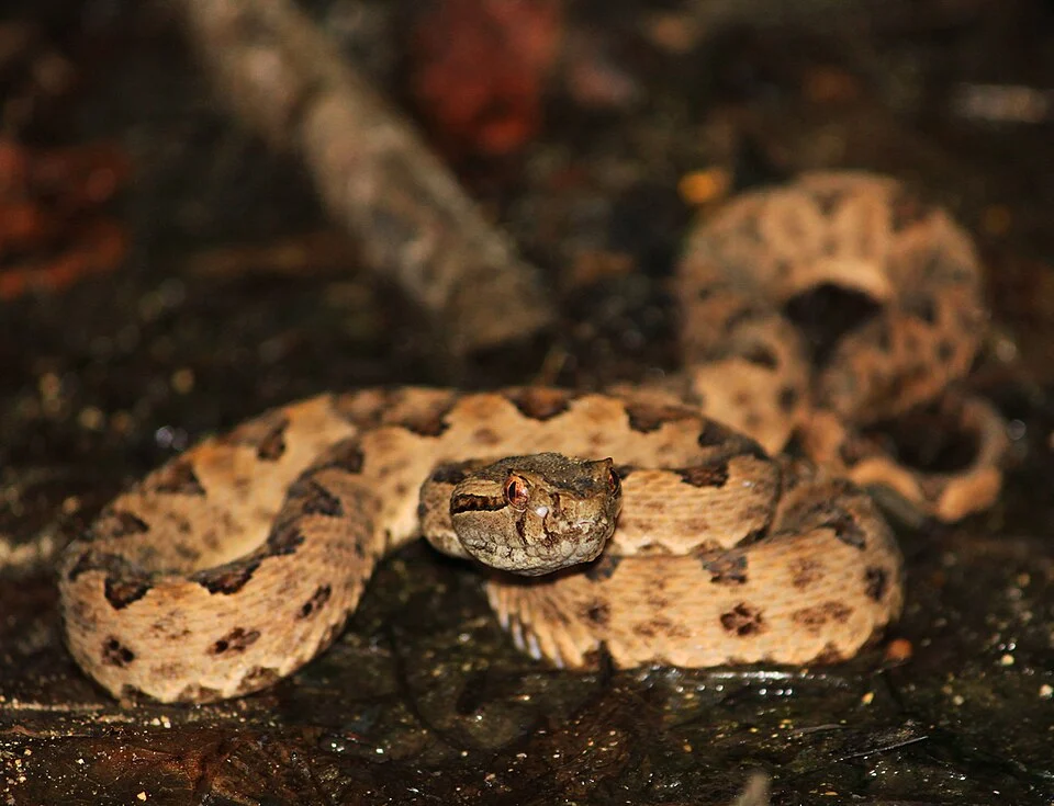 サキシマハブ(Protobothrops elegans) at Kohama Island, Okinawa.