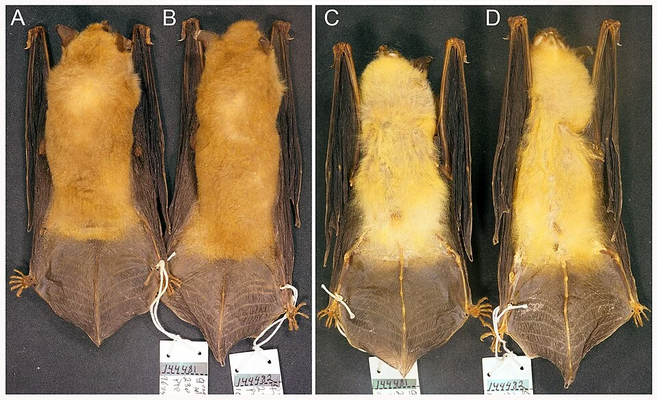 Dorsal (A, B) and ventral (C, D) pelage colours of Myotis midastactus from Paraguay. University of California, Museum of Vertebrate Zoology mammal specimens 144481 and 144482.