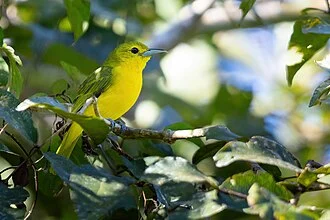 Great Iora, Cat Tien National Park