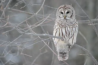 Barred Owl (Strix varia) – Whitby, Ontario (Canada)