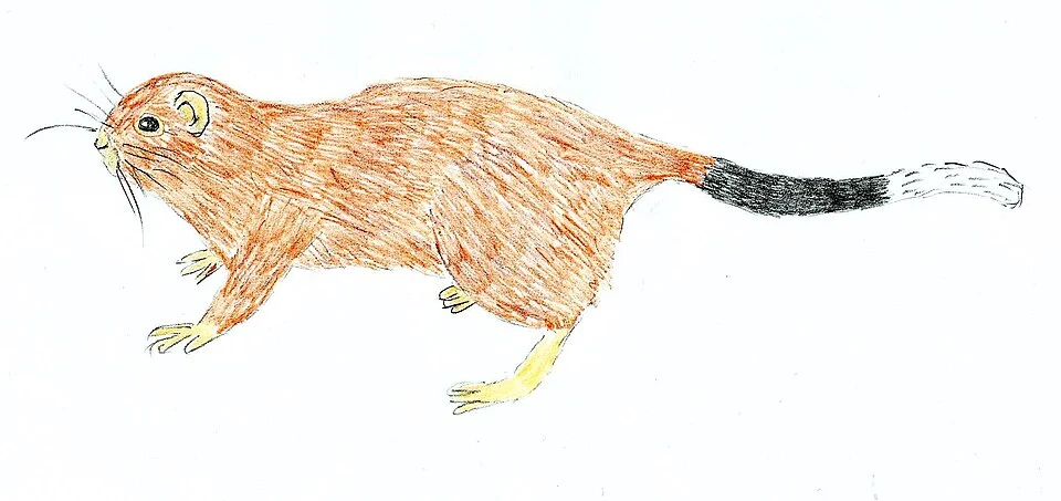 Dinagat bushy-tailed cloud rat (Crateromys australis)